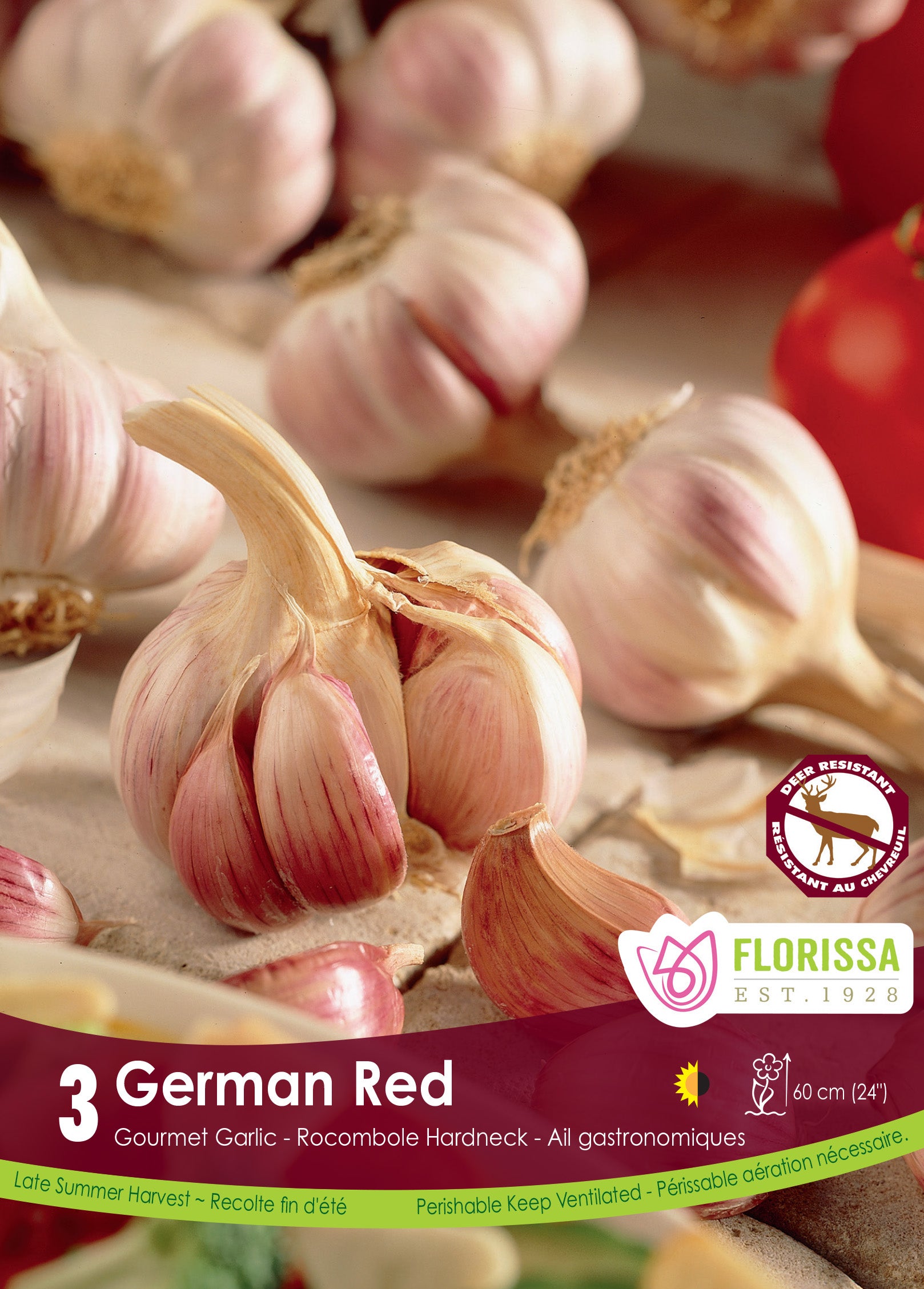 Gerimane Red German Red Garlic Bulbs – EVERGREEN
