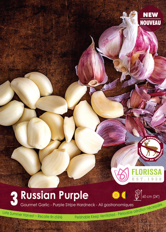 Russian Purple Garlic Bulbs