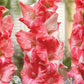 Strawberry Swirl Gladiolus Corms