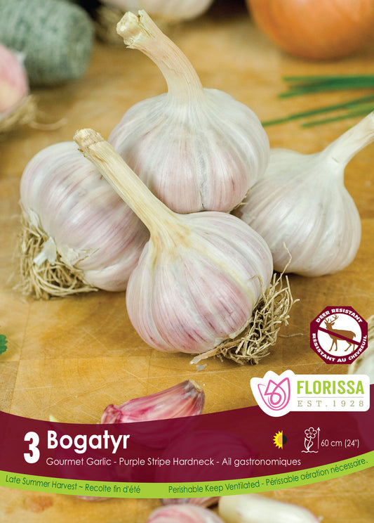 Bogatyr Garlic Bulbs