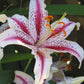 Dizzy Oriental Lily