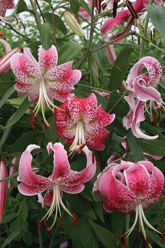 Speciosum Var. Rubrum ‘Uchida’ Lily