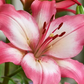 Levi Asiatic Lily
