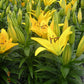 Tiny Bee Dwarf Asiatic Lily