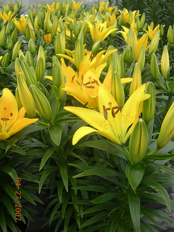 Tiny Bee Dwarf Asiatic Lily