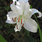 Casablanca Oriental Lily