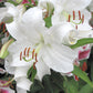 Casablanca Oriental Lily