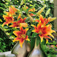Kaveri Oriental x Asiatic Hybrid Lily