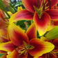 Kaveri Oriental x Asiatic Hybrid Lily