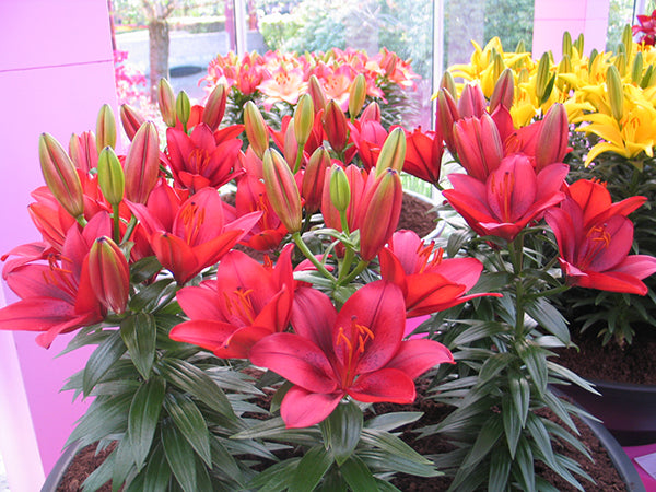 زنبق آسيوي قزم صغير