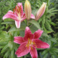 Stargazer Oriental Lily