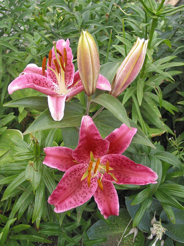 Stargazer Oriental Lily
