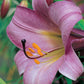 Pink Perfection Trumpet Lily