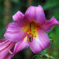 Pink Perfection Trumpet Lily