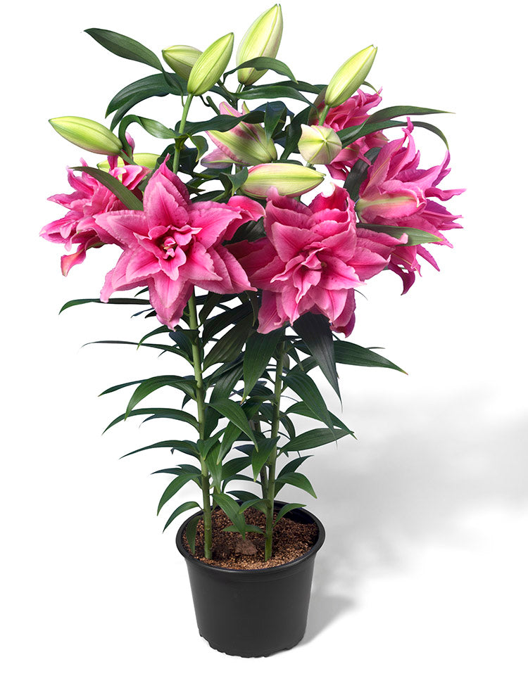 Roselily Esra Double Oriental Lily