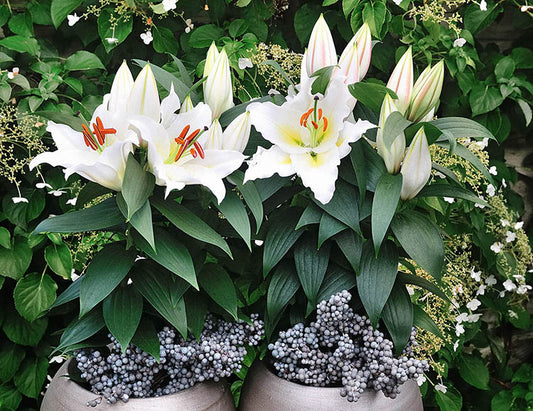 Sunny Azores Dwarf Oriental Lily