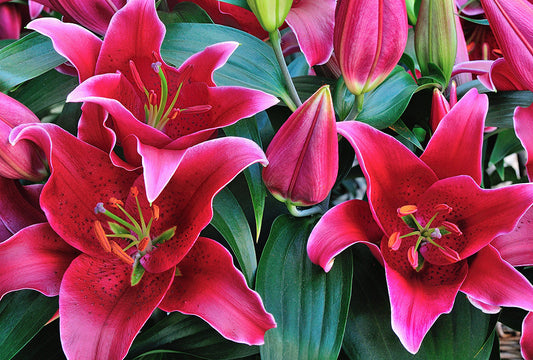 Sunny Keys Dwarf Oriental Lily