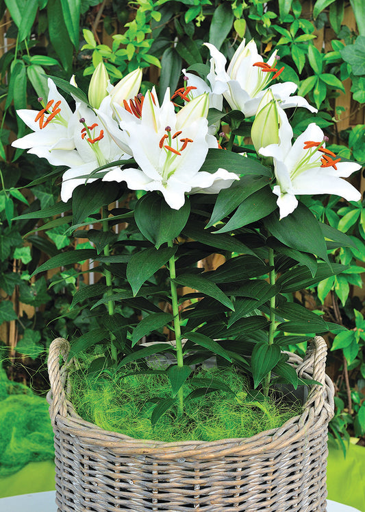 Sunny Okinawa Dwarf Oriental Lily