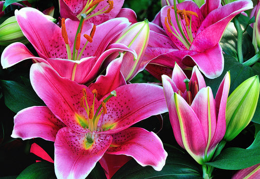 Sunny Robyn Dwarf Oriental Lily