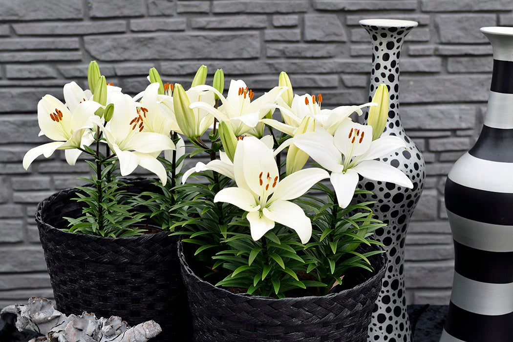 asiatic lily evergreen Tiny Crystal Dwarf Asiatic Lily – EVERGREEN