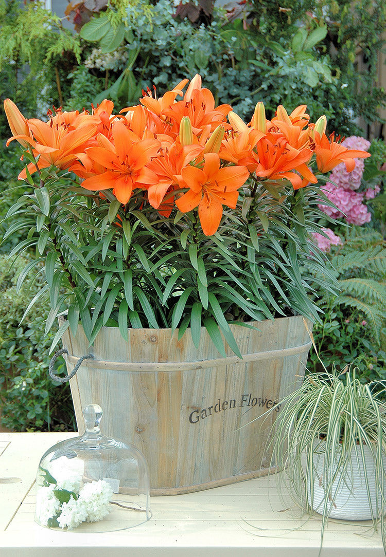Tiny Dino Dwarf Asiatic Lily – EVERGREEN