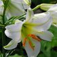 Regale Trumpet Lily