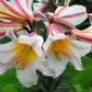 Regale Trumpet Lily