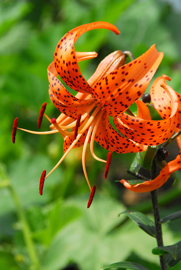 Tigrinum Splendens Tiger Lily