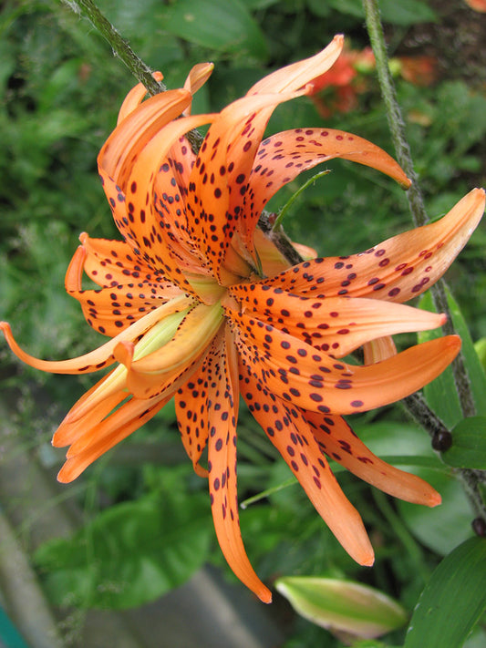 Tigrinum Flore Pleno Lily