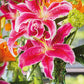 Stargazer Oriental Lily