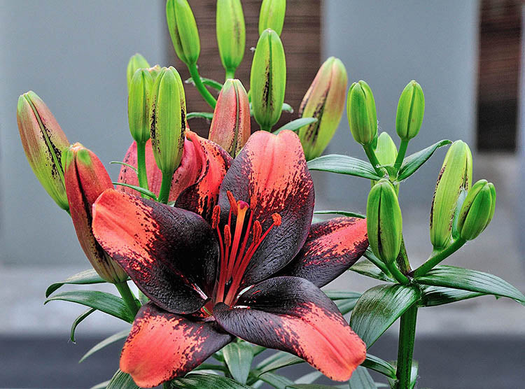 Tiny Shadow Dwarf Asiatic Lily