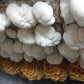 Lion's Mane Mushroom - Champignon de la Crinière du Lion