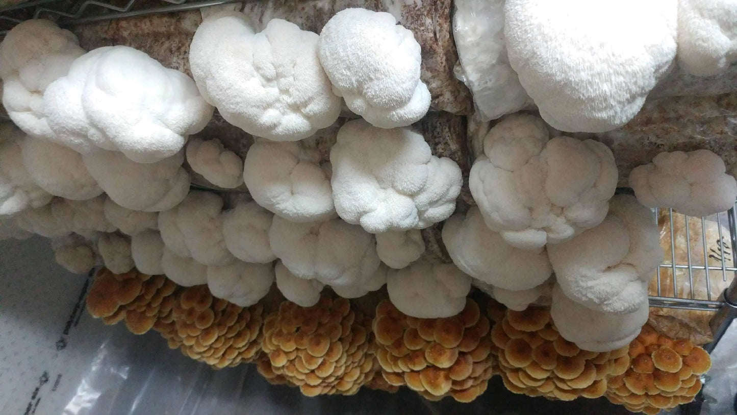 Lion's Mane Mushroom - Champignon de la Crinière du Lion