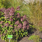 Hydrangea paniculata Little Quick Fire