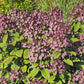 Hydrangea paniculata Little Quick Fire