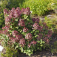 Hydrangea paniculata Little Quick Fire