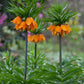 Imperialis Rubra Fritillaria Bulbs