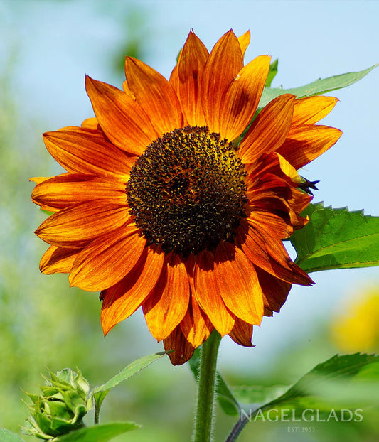 Autumn Beauty Sunflower Seeds online shopping