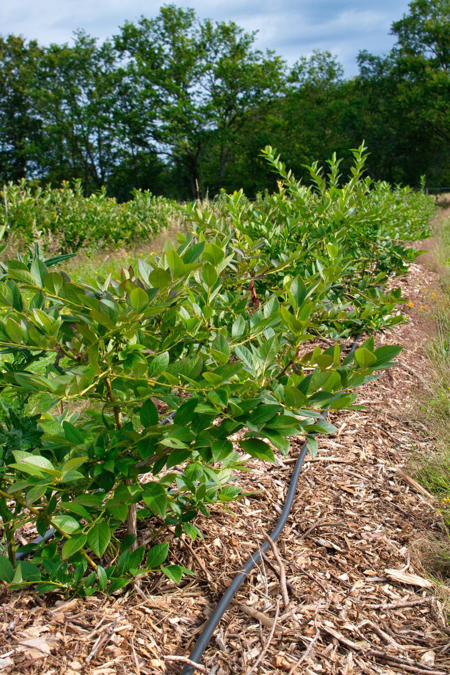 Toro Blue Stripe® Round Hose 52 mil, 20 mm Inside Diameter