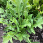 Surrey Arugula Seeds online shopping