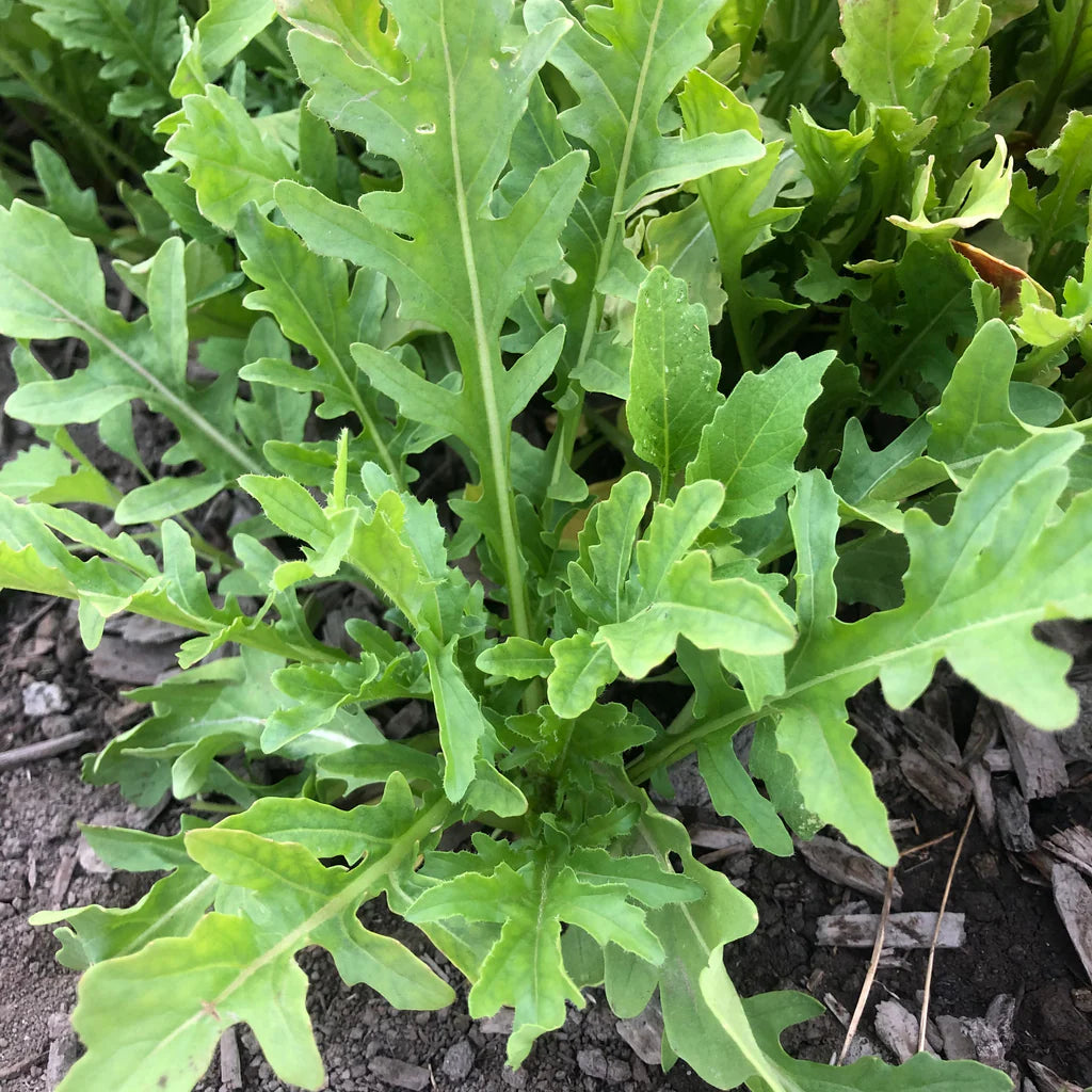 Surrey Arugula Seeds online shopping