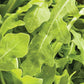 Wildfire Arugula Seeds online shopping