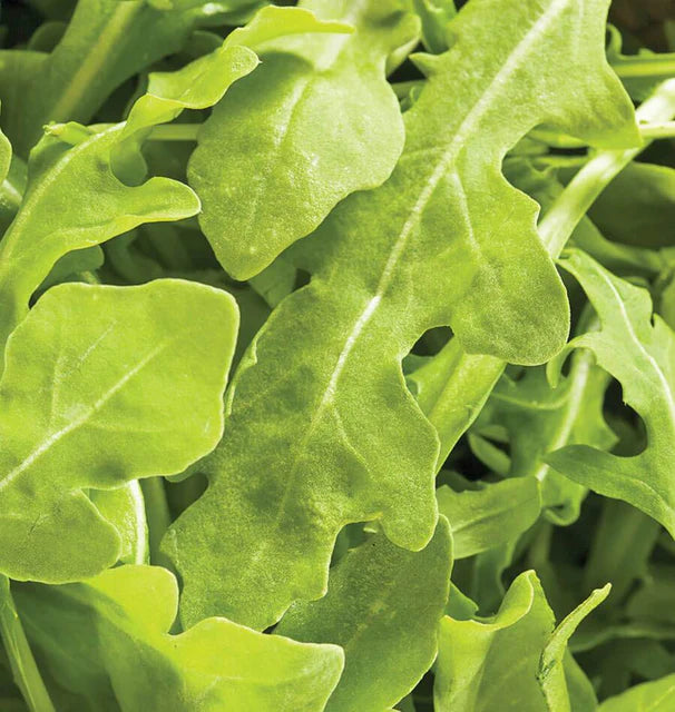 Wildfire Arugula Seeds online shopping