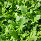 Bellezia Arugula Seeds online shopping