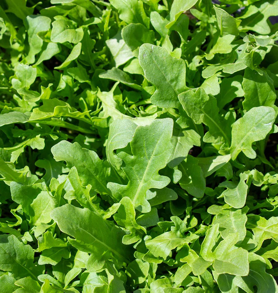 Bellezia Arugula Seeds online shopping