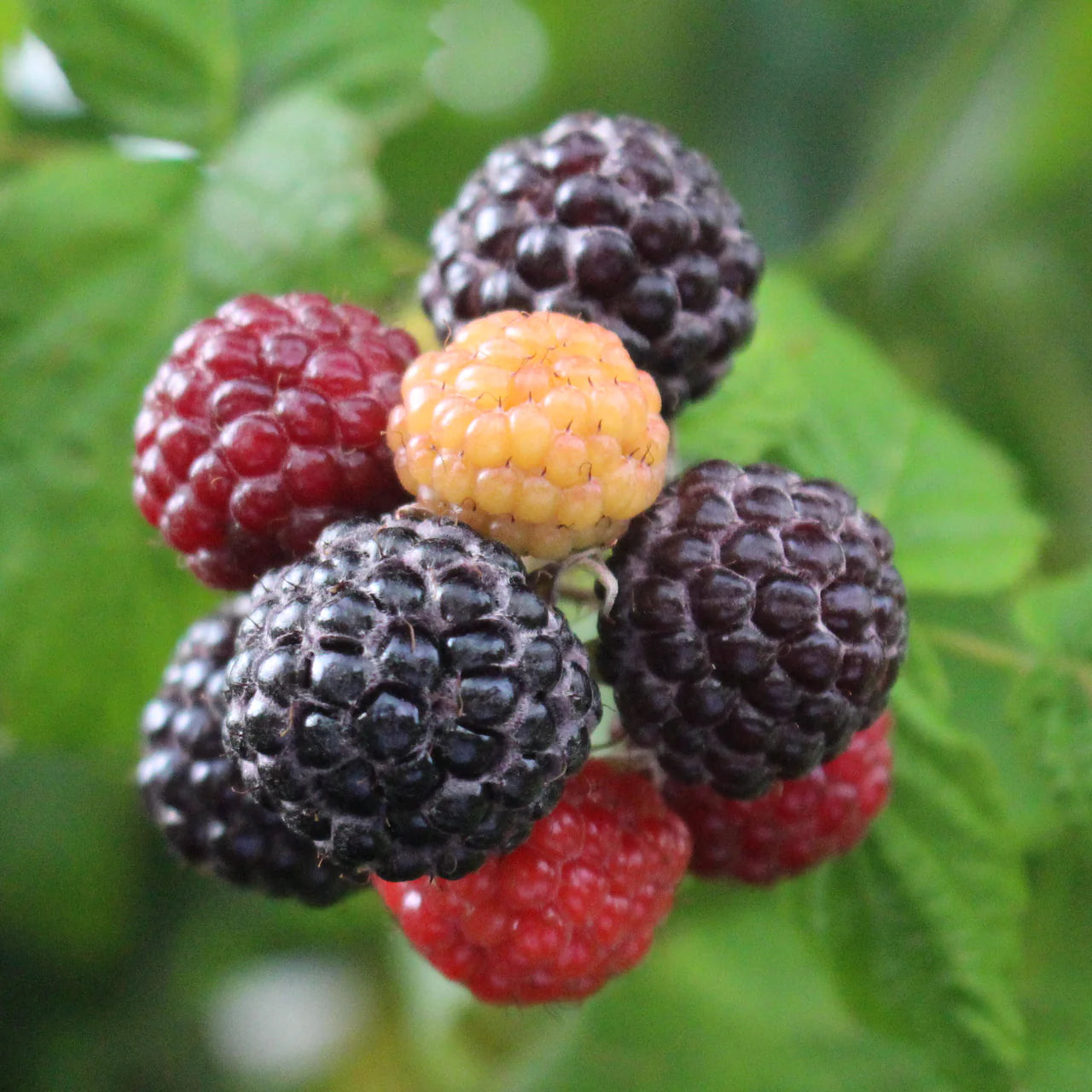 Mac Black Raspberry Plant Plants online shopping