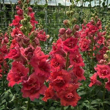 Madame Butterfly Cherry Bronze F1 Snapdragon Seeds online shopping