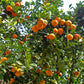Citrus Trees - Arbres d'Agrumes