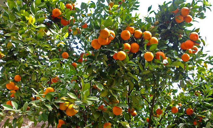 Citrus Trees - Arbres d'Agrumes