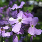 Evening Scented Stock Seeds online shopping